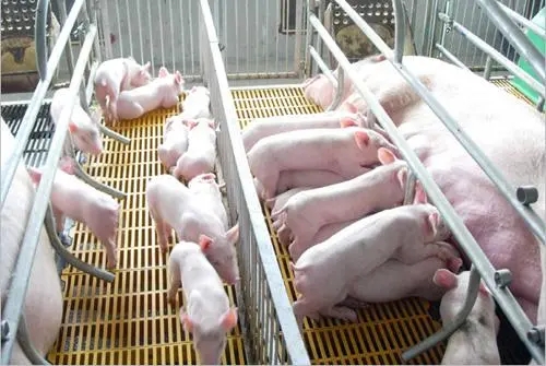 養豬最適宜的溫度要求，終于知道大型豬場為什么裝電地暖了